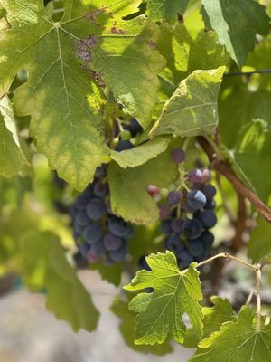 Oak Mountain Winery by null
