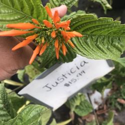 Hollie's Farm & Garden - Justicia has many health benefits