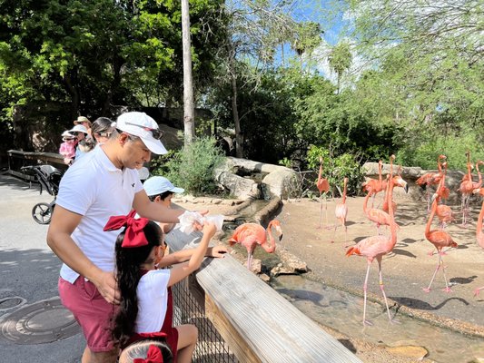 Gladys Porter Zoo by null