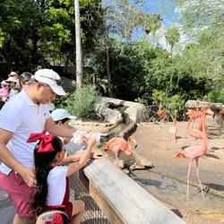 Gladys Porter Zoo - Flamingo