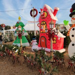 Pumpkin City's Pumpkin Farm  - Drawos was super helpful. We ended up getting a tree Michael larger than planned.