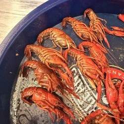 Rick's Fine Jewelry - Dead crawfish from Sal's on the Westbank.