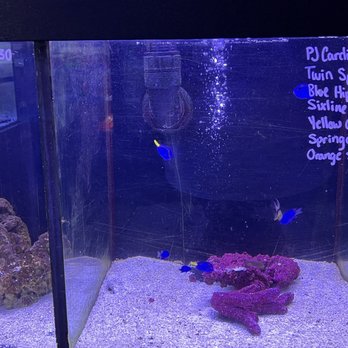 Aquatic Treasures - Aquarium Services Near Me - Las Vegas, Nevada Aquatic Treasures - Aquarium Services Near Me - Las Vegas, Nevada