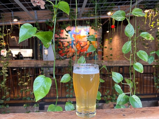 Young Blood Beer Company - King Street by null