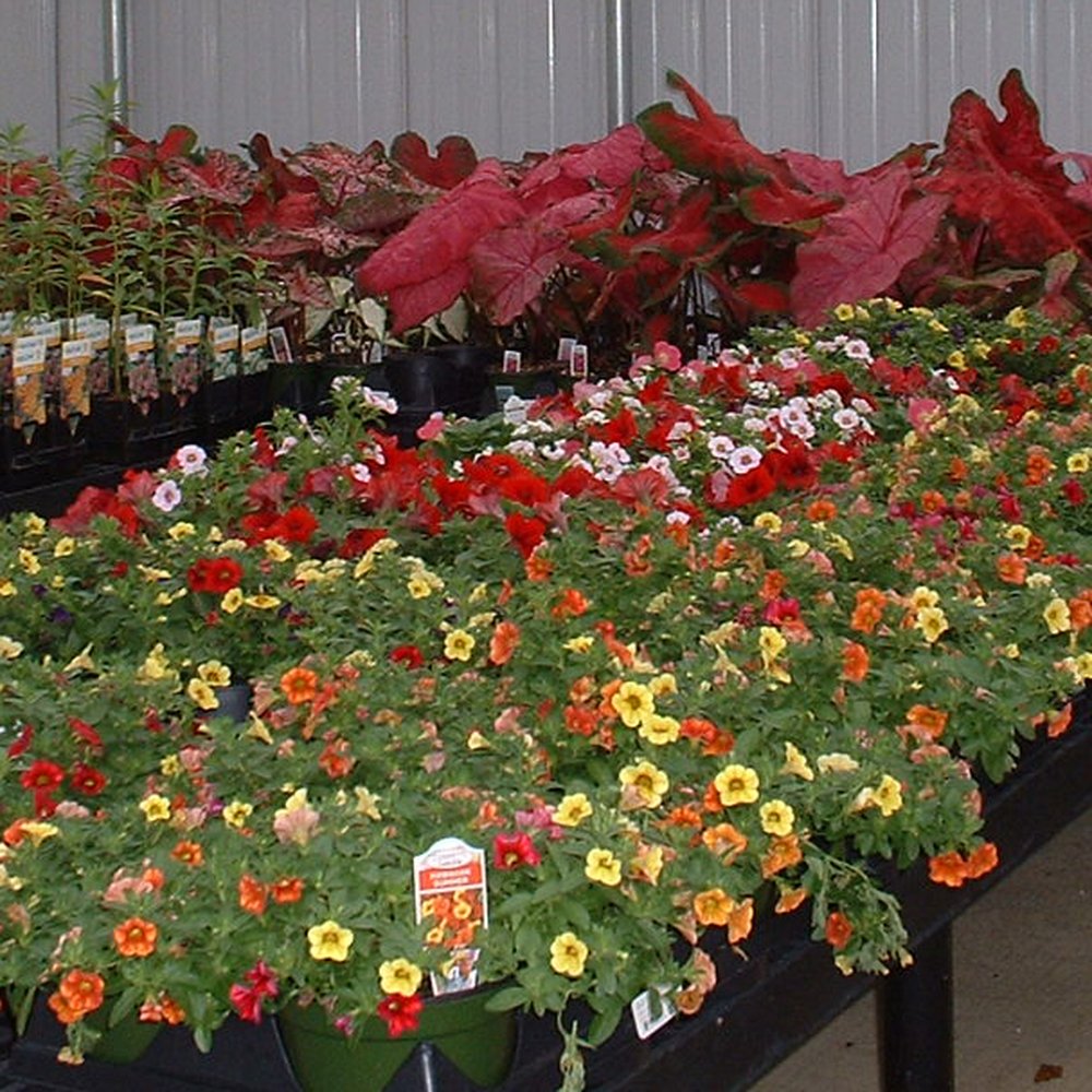 Image of Sunset over a garden mize greenhouse & garden supply