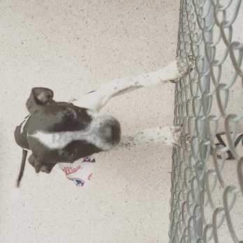 The Pennsylvania SPCA - He came in as a cruelty case - Animal Shelters Near Me - Philadelphia, Pennsylvania The Pennsylvania SPCA - He came in as a cruelty case - Animal Shelters Near Me - Philadelphia, Pennsylvania