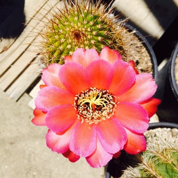 Sal’s Cactus Mart - Nurseries & Gardening Near Me - Fillmore, California Sal’s Cactus Mart - Nurseries & Gardening Near Me - Fillmore, California