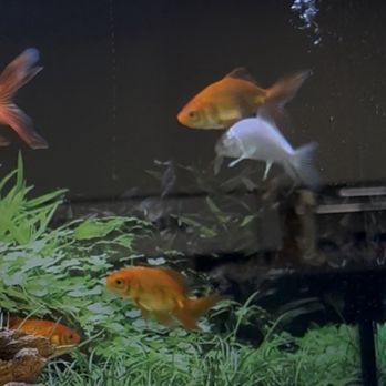 Petco - fish swimming into other fish - Pet Stores Near Me - Las Vegas, Nevada