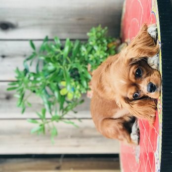 Pawfect Practice - Dog Walkers Near Me Pawfect Practice - Dog Walkers Near Me