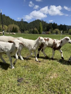 Leaping Lamb Farm by null