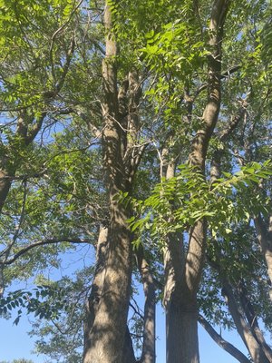 Clear dead branches - Customer wants to take out the dead branches and clear inside the tree Clear dead branches - Customer wants to take out the dead branches and clear inside the tree