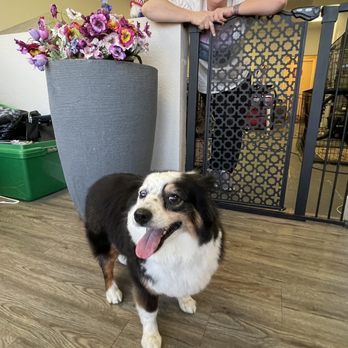 The Groomery - Clean and clipped! Mini Aussie Baylor and Kristen. - Pet Groomers Near Me - Edmond, Oklahoma The Groomery - Clean and clipped! Mini Aussie Baylor and Kristen. - Pet Groomers Near Me - Edmond, Oklahoma