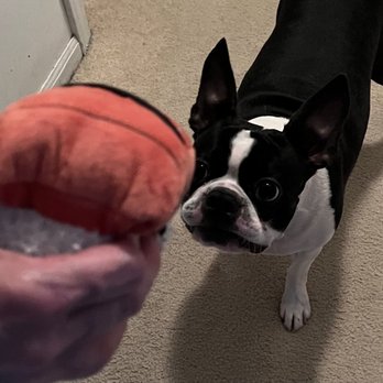 Hibachi Boy - My Boston Terrier, Wasabi, and his toy sushi. - Sushi Bars Near Me - St Peters, Missouri