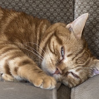 A Gentle Rest - Pet Services Near Me A Gentle Rest - Pet Services Near Me