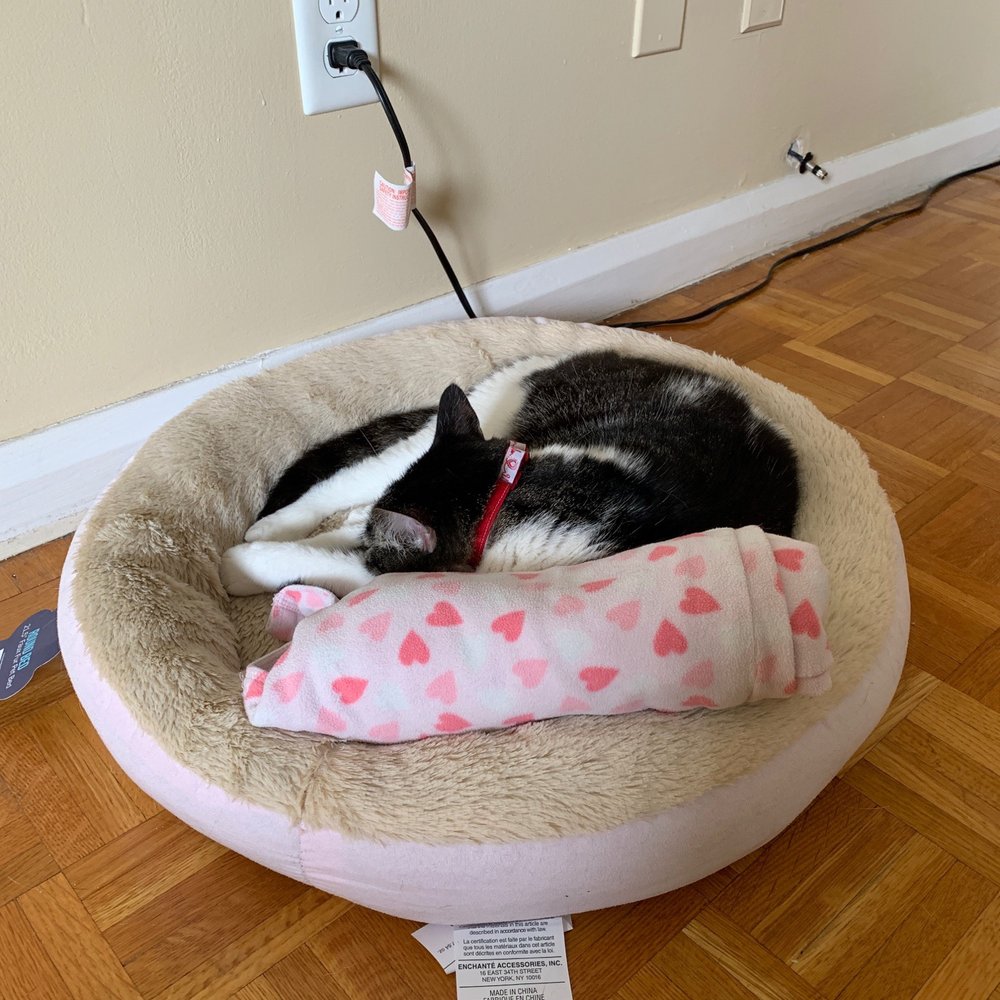 Five Below - Best $5 spent. Kitty loves her bed - Shopping Near Me - Syracuse, New York Five Below - Best $5 spent. Kitty loves her bed - Shopping Near Me - Syracuse, New York