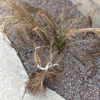Jakescape - a dead plant on the ground - Landscaping Near Me - Chandler, Arizona
