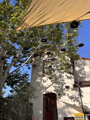 Ojai Roots by null