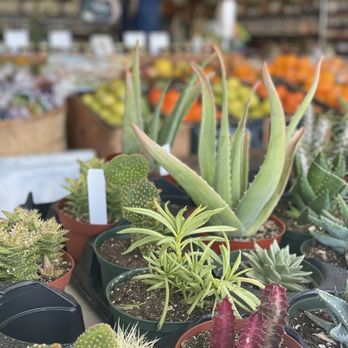 Pezzini Farms - Succulents - Fruits & Veggies Near Me - Castroville, California Pezzini Farms - Succulents - Fruits & Veggies Near Me - Castroville, California