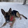 Photo of All Shapes & Sizes Grooming & Boarding