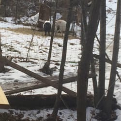 Bob's Treehouse - Goats from a distance