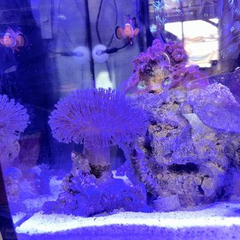 Coral Collectors - Aquarium Services Near Me - Ventura, California