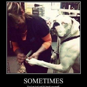 Ambers Mutt Hut - Pet Groomers Near Me - Golden Valley, Arizona