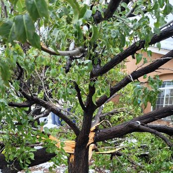 Blossom Trees - Tree Services Near Me
