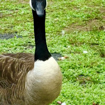 Hubbard Park - Geese - Hiking Near Me - Meriden, Connecticut Hubbard Park - Geese - Hiking Near Me - Meriden, Connecticut