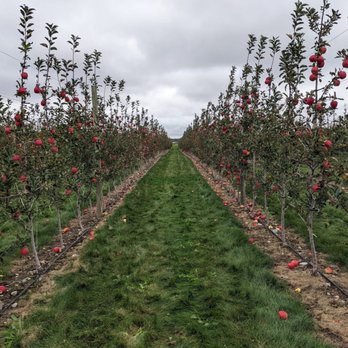 Watson Farms - rows of apple trees with red apples - Farmers Market Near Me - Bowmanville, Ontario Watson Farms - rows of apple trees with red apples - Farmers Market Near Me - Bowmanville, Ontario