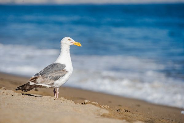 Limantour Beach by null