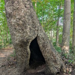 Flowing Well Park - Cool hallowed tree