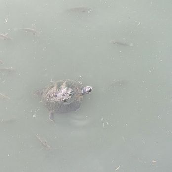 Te'Jun, The Texas Cajun- Keller - Many turtles. Many perch or blue gill fishes. - Seafood Near Me - Keller, Texas