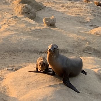 La Jolla Cove - Babies in July - Parks Near Me - La Jolla, California La Jolla Cove - Babies in July - Parks Near Me - La Jolla, California