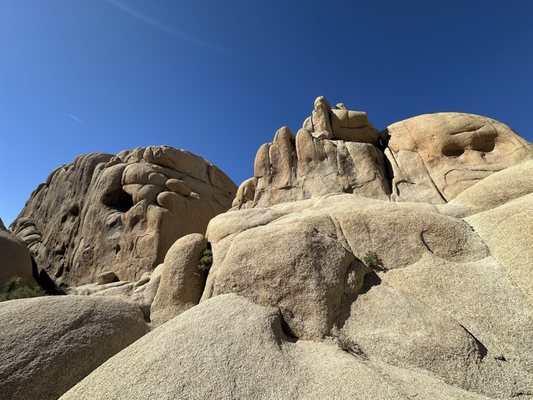 Jumbo Rocks Campground by null