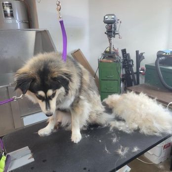KCS Dog Spaw - Pet Groomers Near Me KCS Dog Spaw - Pet Groomers Near Me