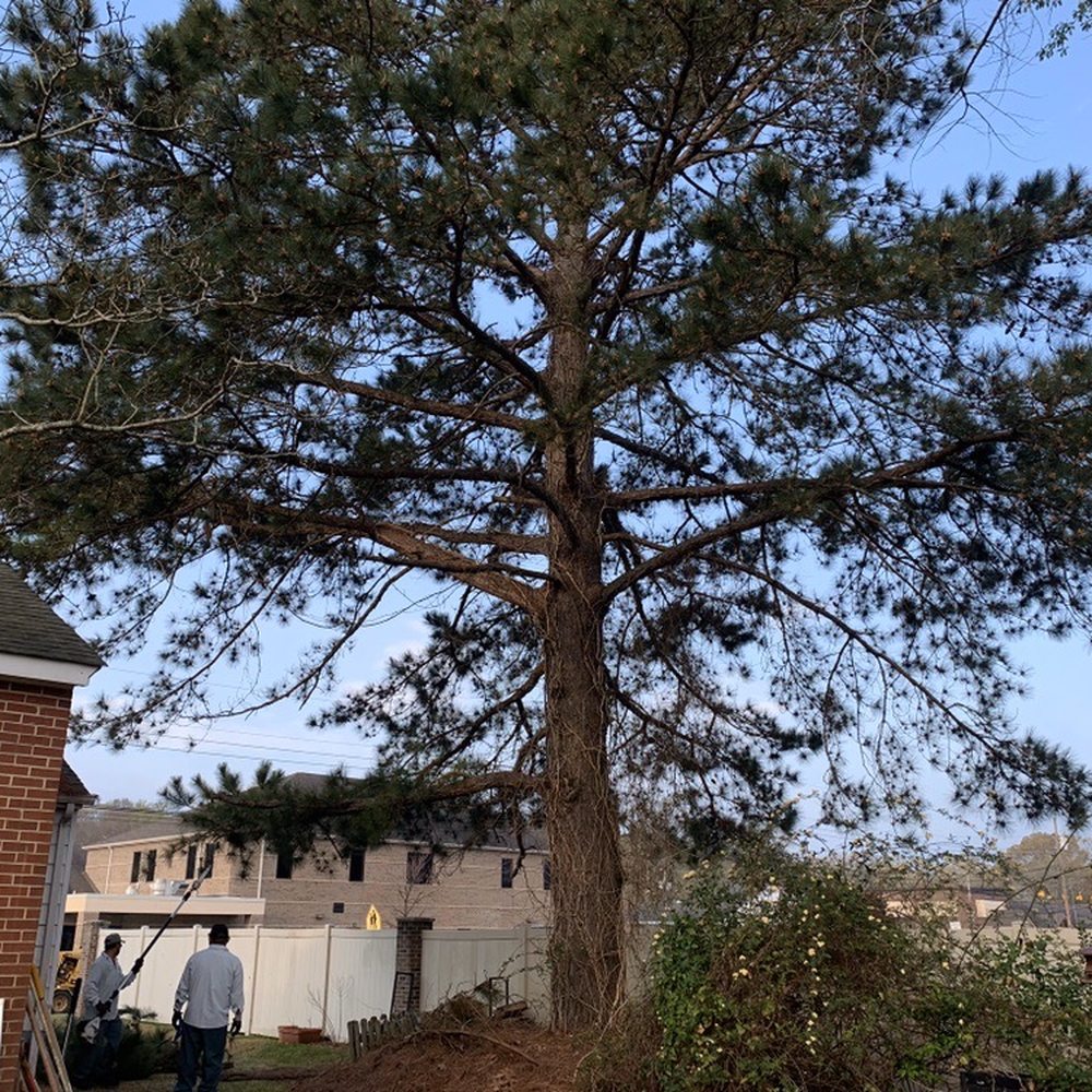 Levon's Tree Service - Levon recommended a few more limbs be trimmed from our pine tree We agreed - Tree Services Near Me - Winterville, North Carolina
