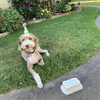 Redondo Dog - Medium Dog Cake - Pet Services Near Me - Carson, California