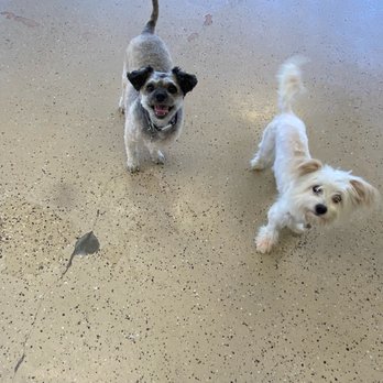 Bow Wow Care 101 - Pet Groomers Near Me - Laguna Niguel, California