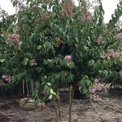 Two Oaks Nursery
