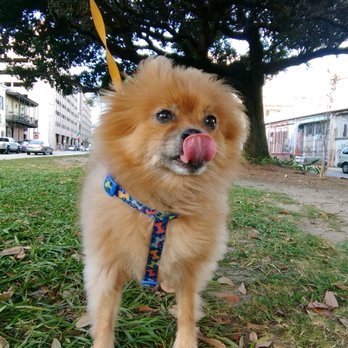 The Blakemoore Bark - Tongue out Tuesday for Max! - Dog Walkers Near Me - New Orleans, Louisiana The Blakemoore Bark - Tongue out Tuesday for Max! - Dog Walkers Near Me - New Orleans, Louisiana