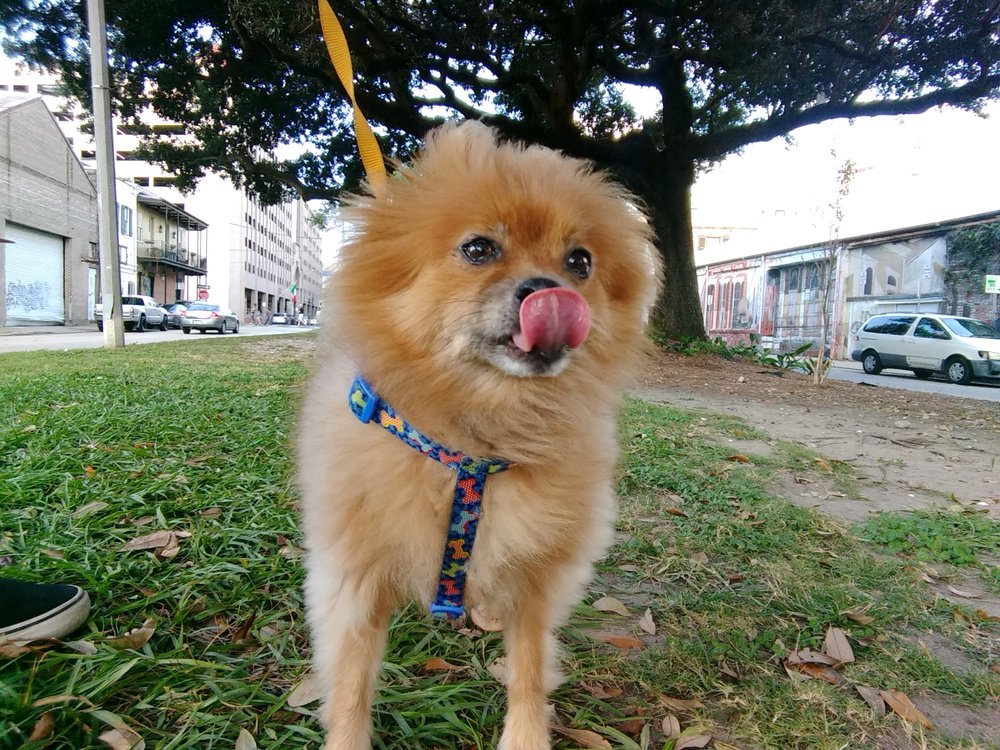 The Blakemoore Bark - pet boarding facility in New Orleans, LA