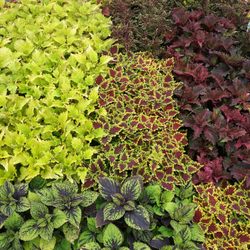 Swallowtail Gardens - Foliage!