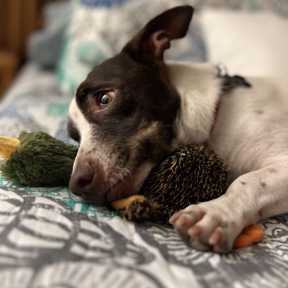 No Kill Animal Shelter Lodi, CA - Last Updated January 2026 - Yelp