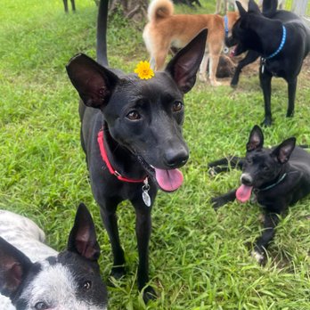 Adopt A Doggie - Poppy loves to be outside, go for car rides, walks, and especially the dog park! - Pet Adoption Near Me Adopt A Doggie - Poppy loves to be outside, go for car rides, walks, and especially the dog park! - Pet Adoption Near Me