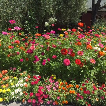 Mumm Napa - beautiful gardens out front - Wine Tasting Room Near Me - Rutherford, California