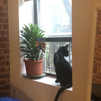 Cataristocrat - Elvira - Pet Breeders Near Me