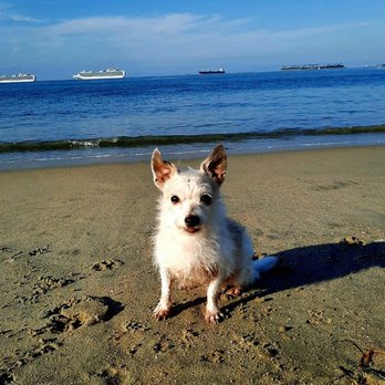 Rosie's Dog Beach - Dog Parks Near Me - Long Beach, California Rosie's Dog Beach - Dog Parks Near Me - Long Beach, California
