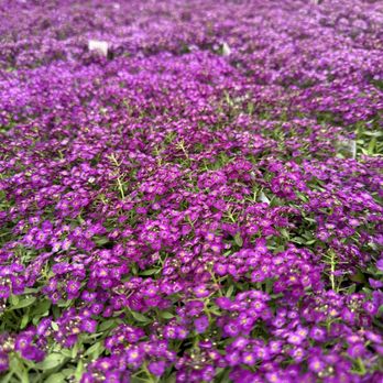 Schwartz's Greenhouse - Nurseries & Gardening Near Me - New Boston, Michigan