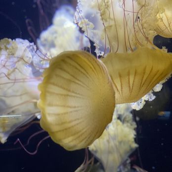 Birch Aquarium - Jellyfish - Aquariums Near Me - La Jolla, California Birch Aquarium - Jellyfish - Aquariums Near Me - La Jolla, California