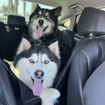 Four Paws Inn - Pet Sitting Near Me - Banning, California